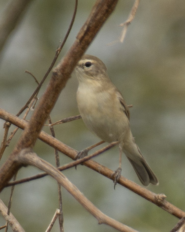 Booted Warbler - ML556450521