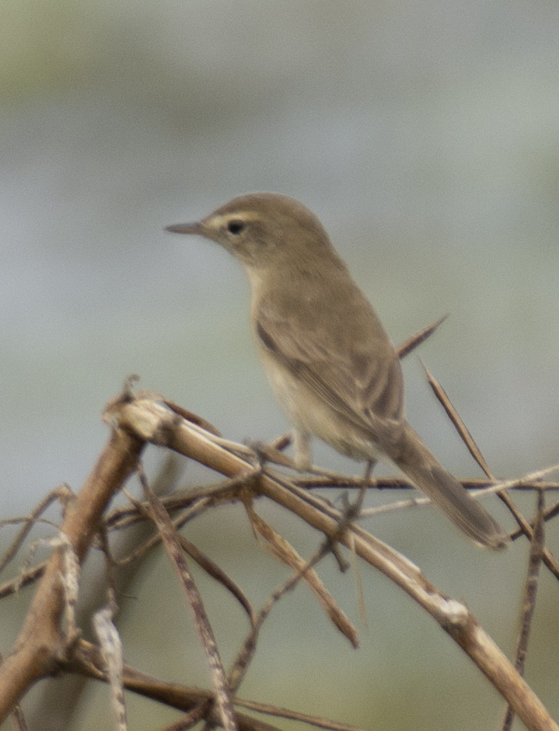 Booted Warbler - ML556450611