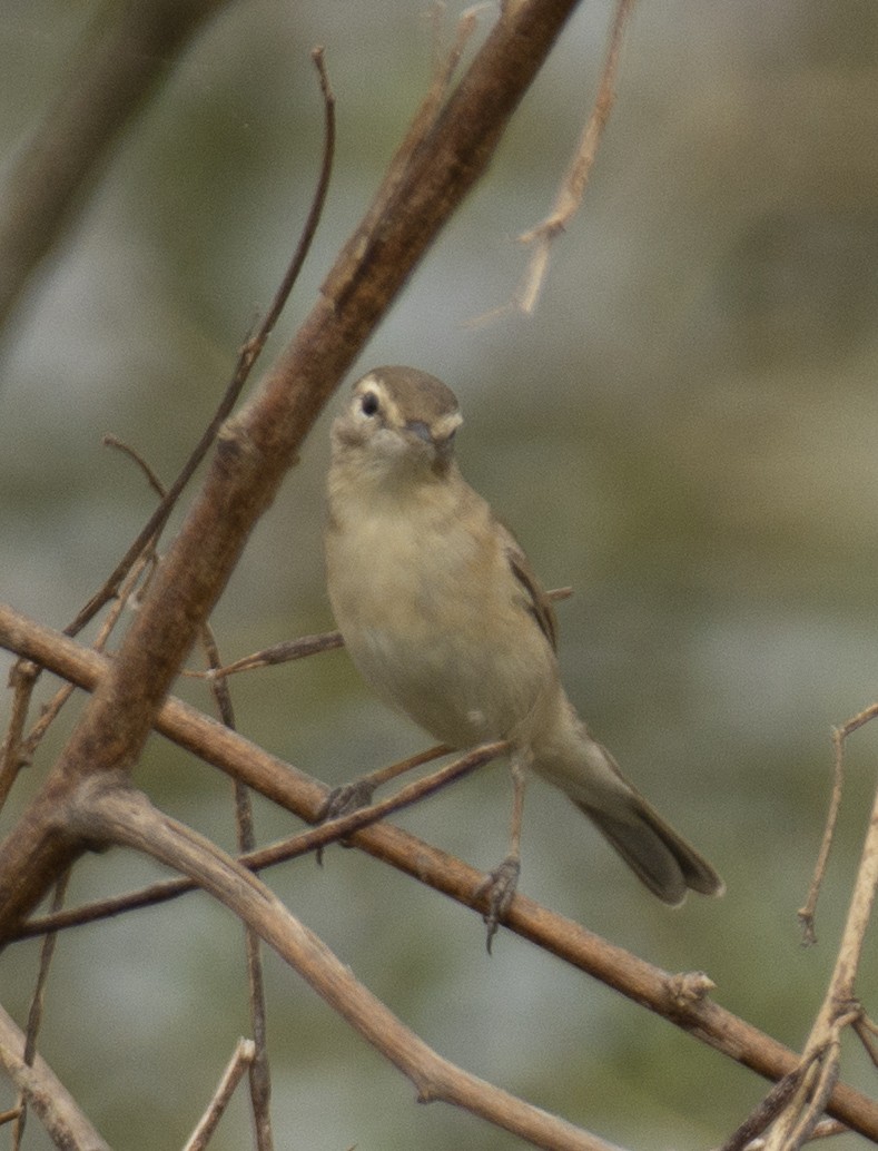 Booted Warbler - ML556450621