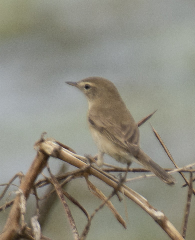 Booted Warbler - ML556450631