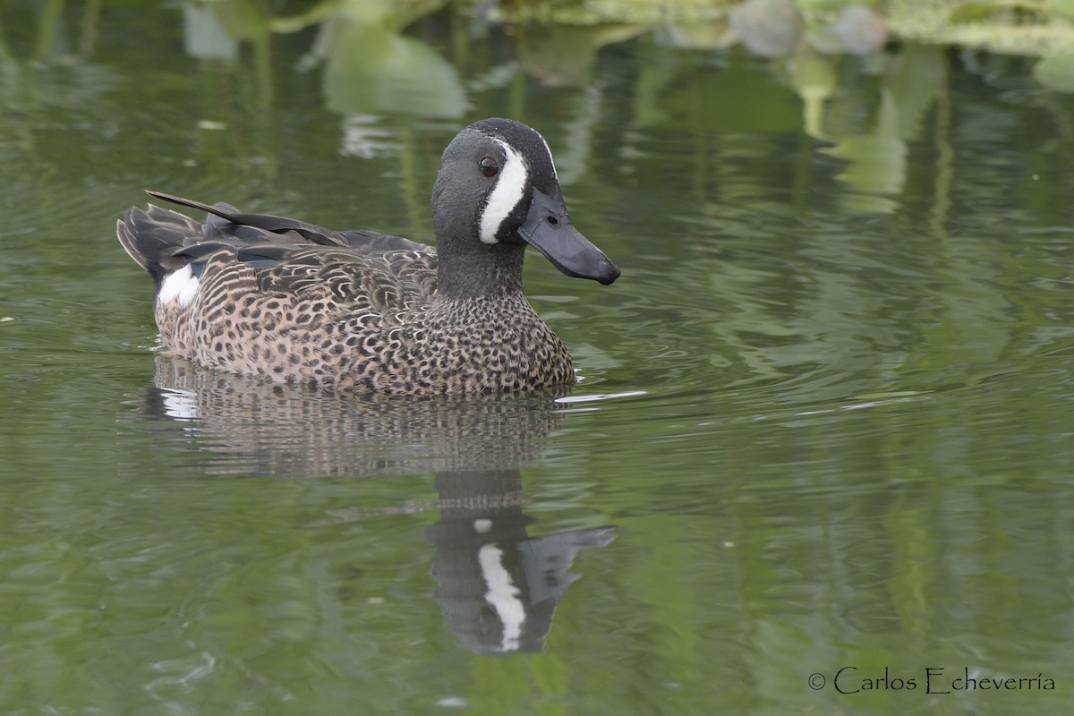 Blue-winged Teal - ML556451131