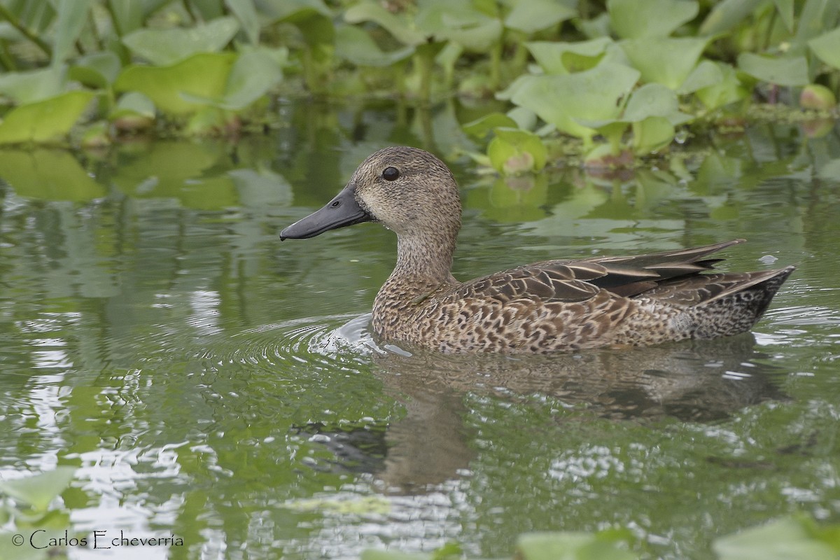 Blue-winged Teal - ML556451311