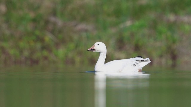 Snow Goose - ML556451591