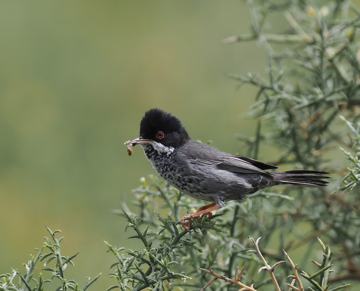 Cyprus Warbler - Andrew Whitehouse