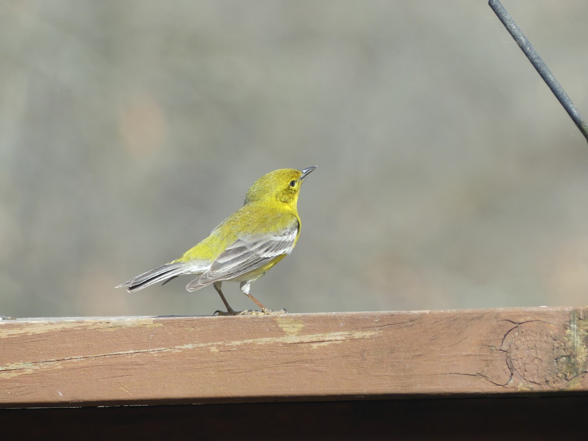 Pine Warbler - ML556452431