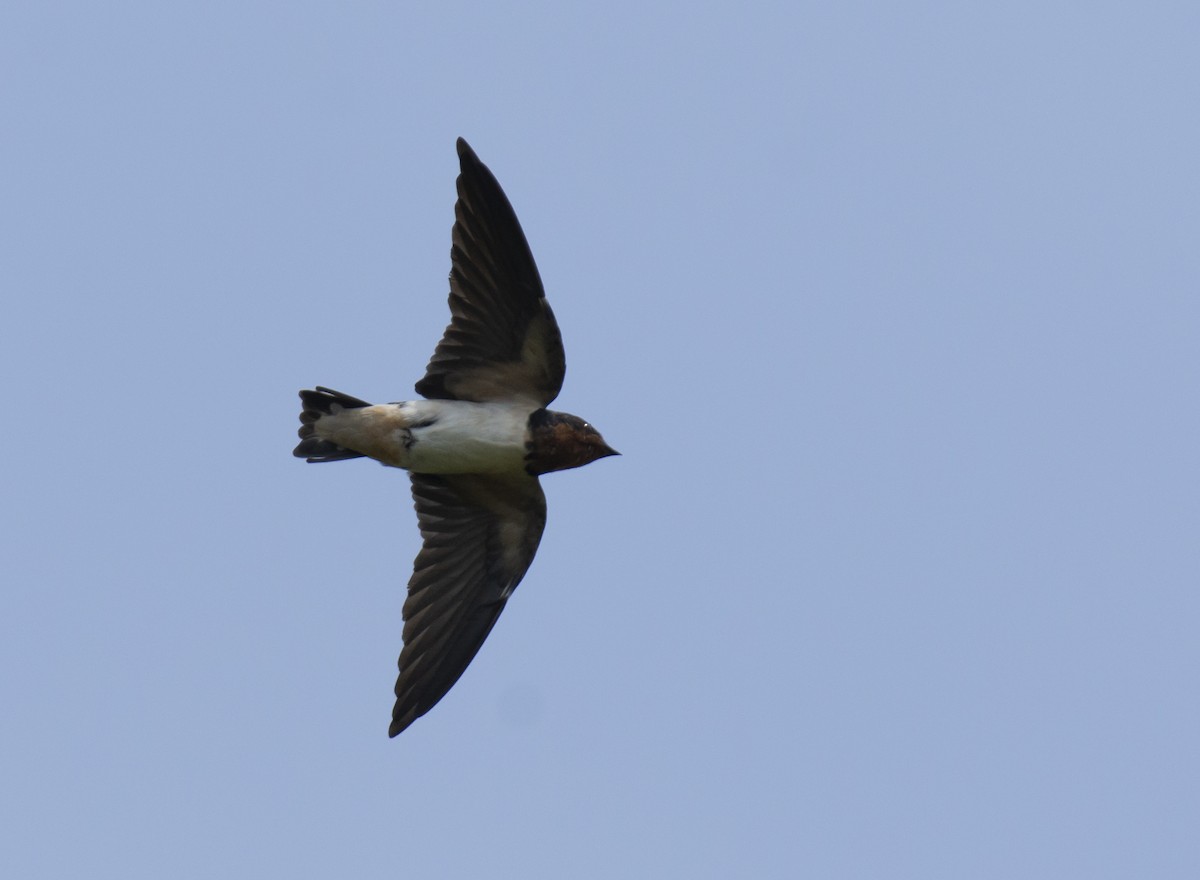 Barn Swallow - sreekanth c