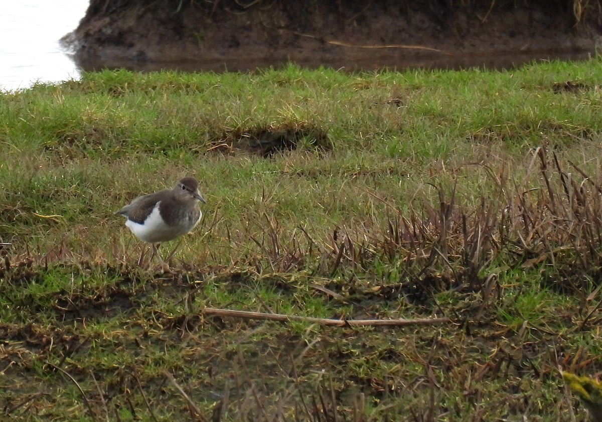 Common Sandpiper - ML556454541