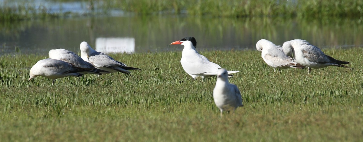 Caspian Tern - ML556455071