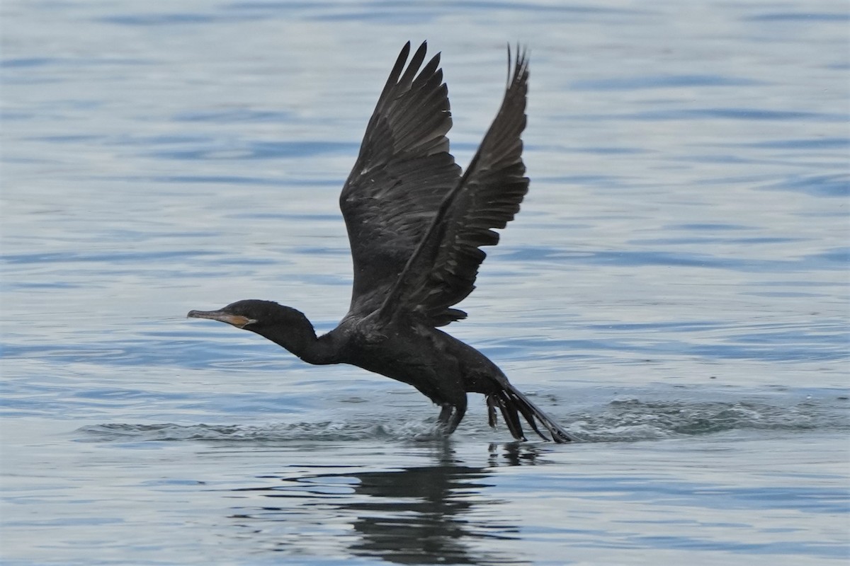 Neotropic Cormorant - Mjack  13