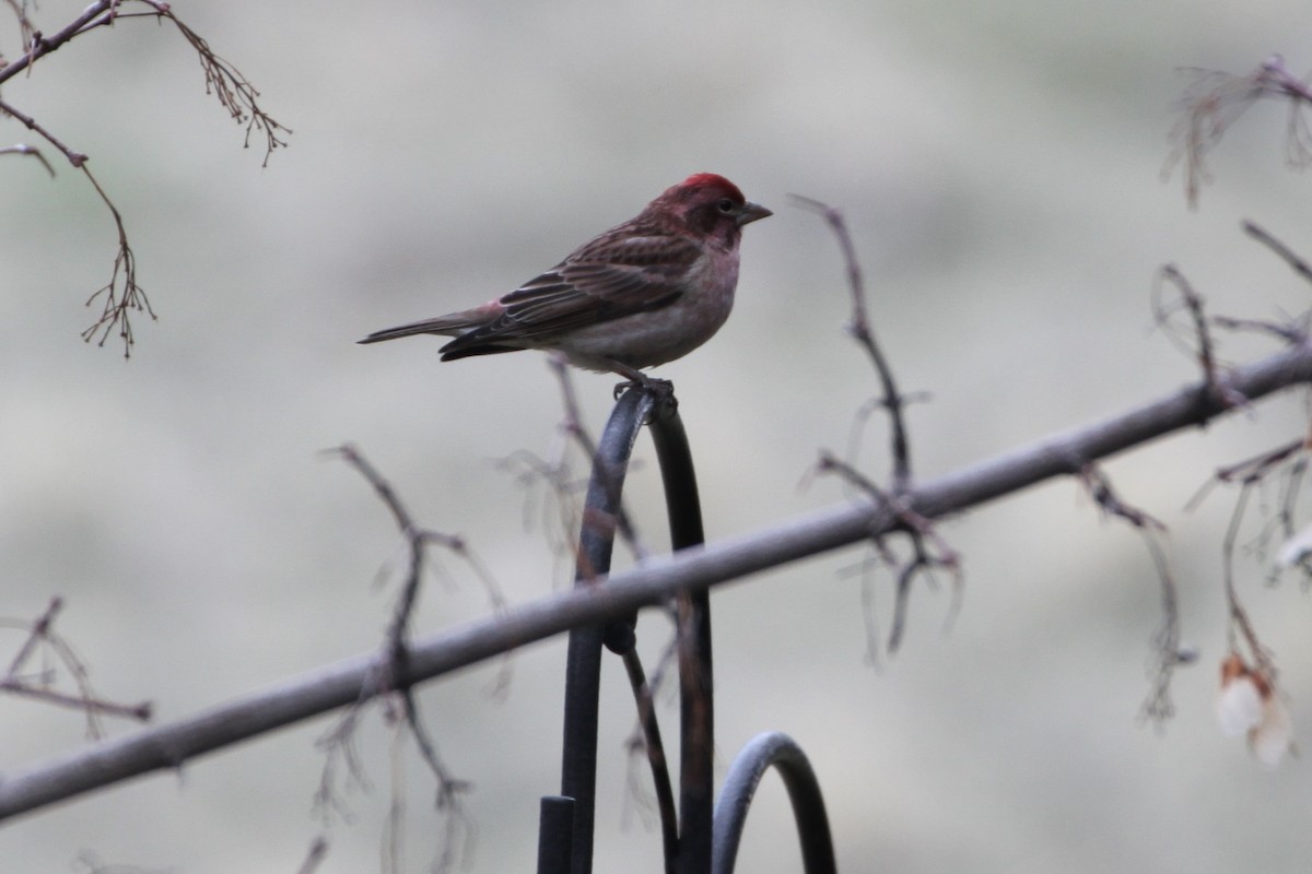 Cassin's Finch - ML556456141