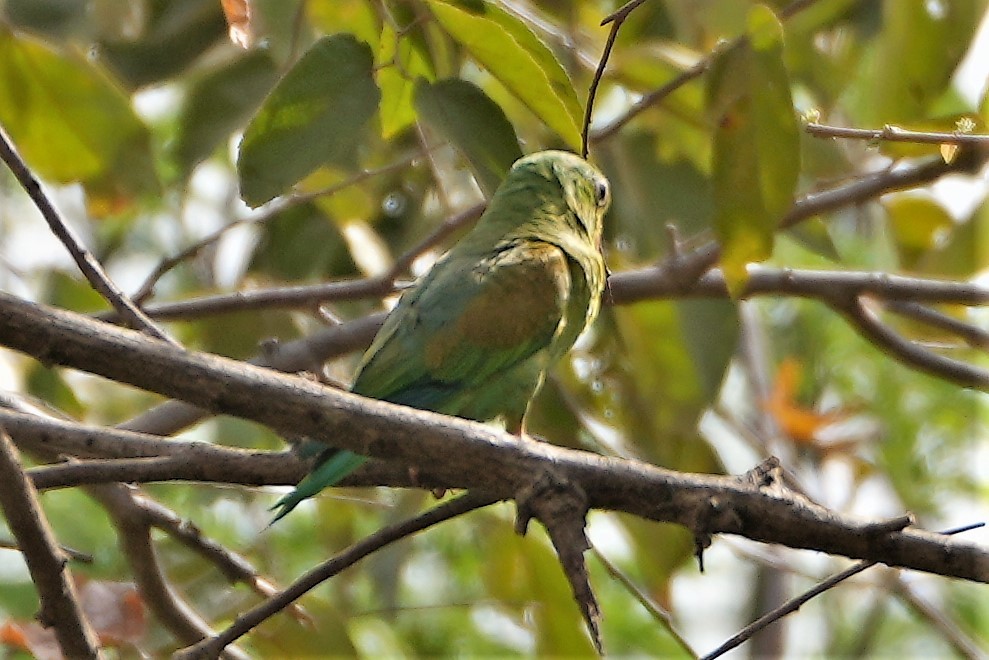 Orange-chinned Parakeet - Mjack  13