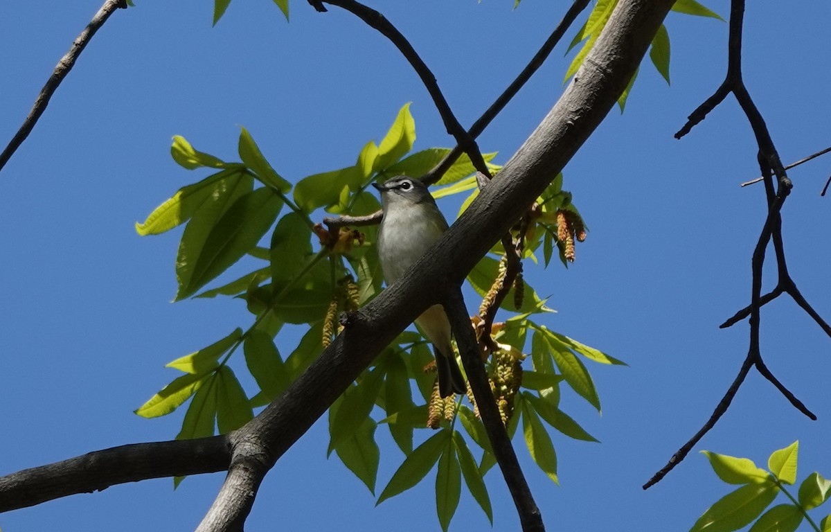 フタスジモズモドキ - ML556457311