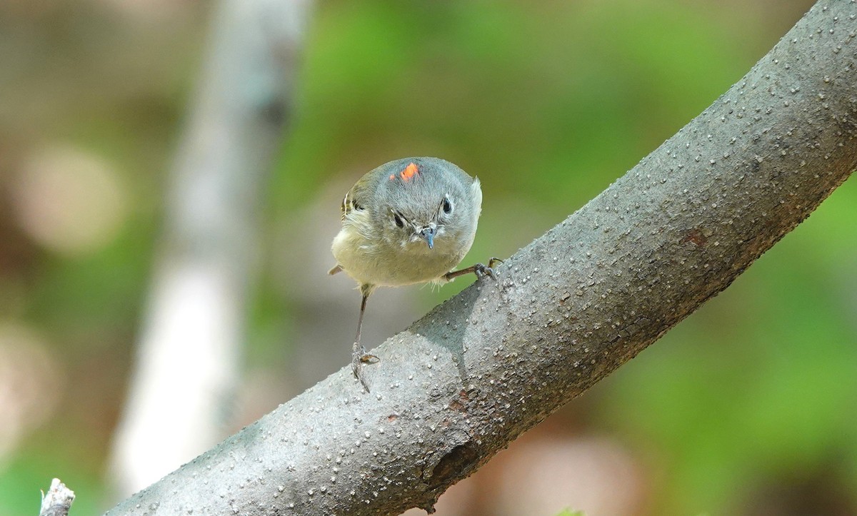 Ruby-crowned Kinglet - Erin Huggins