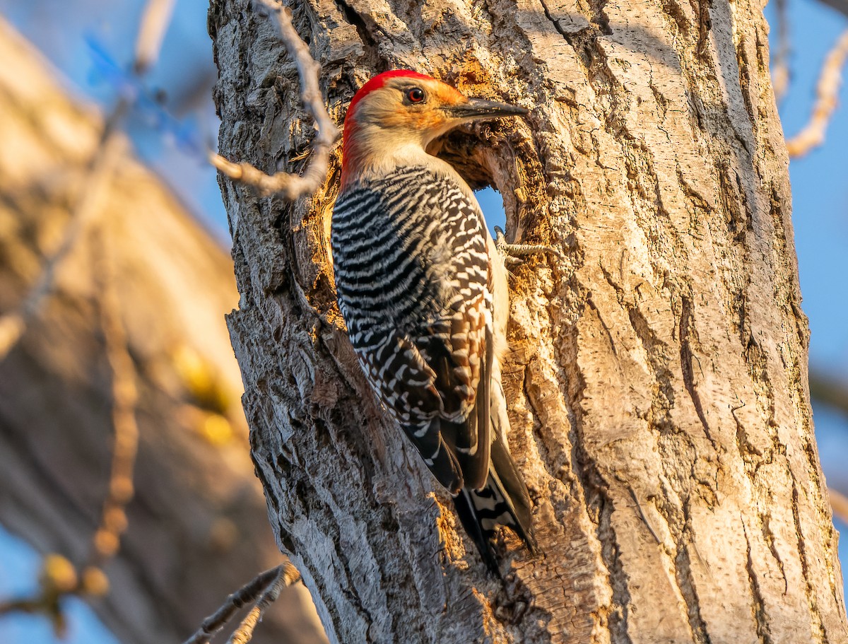 Red-bellied Woodpecker - ML556457851