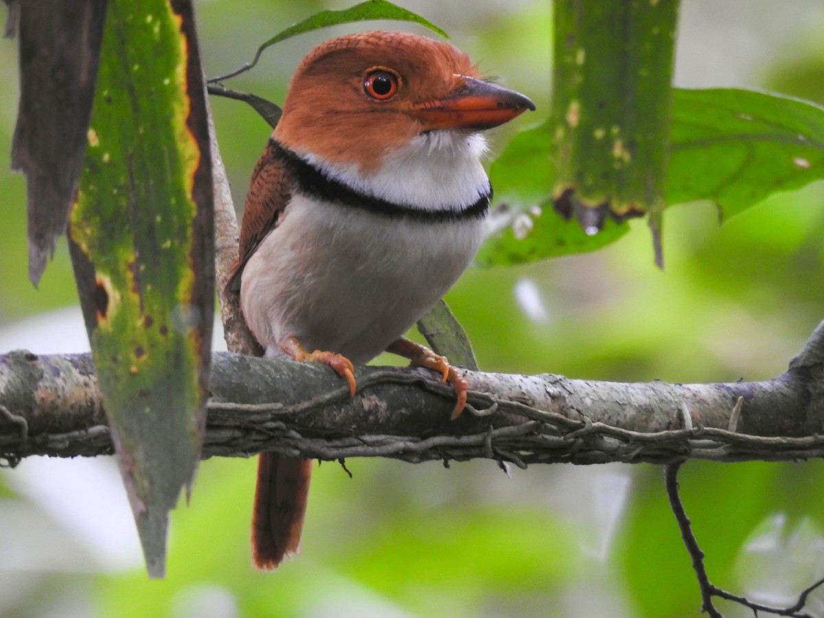 Collared Puffbird - ML556458401