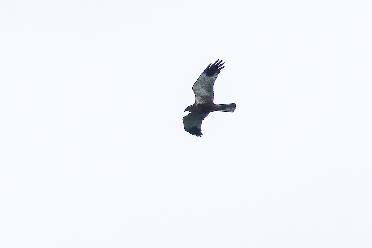 Western Marsh Harrier - ML556459351