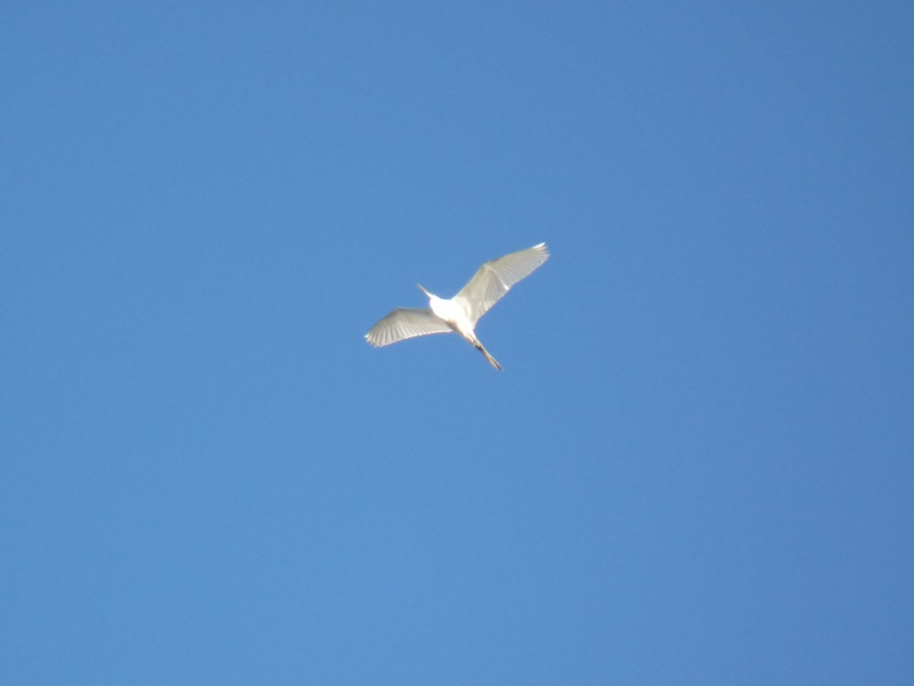 Great Egret - ML556459741