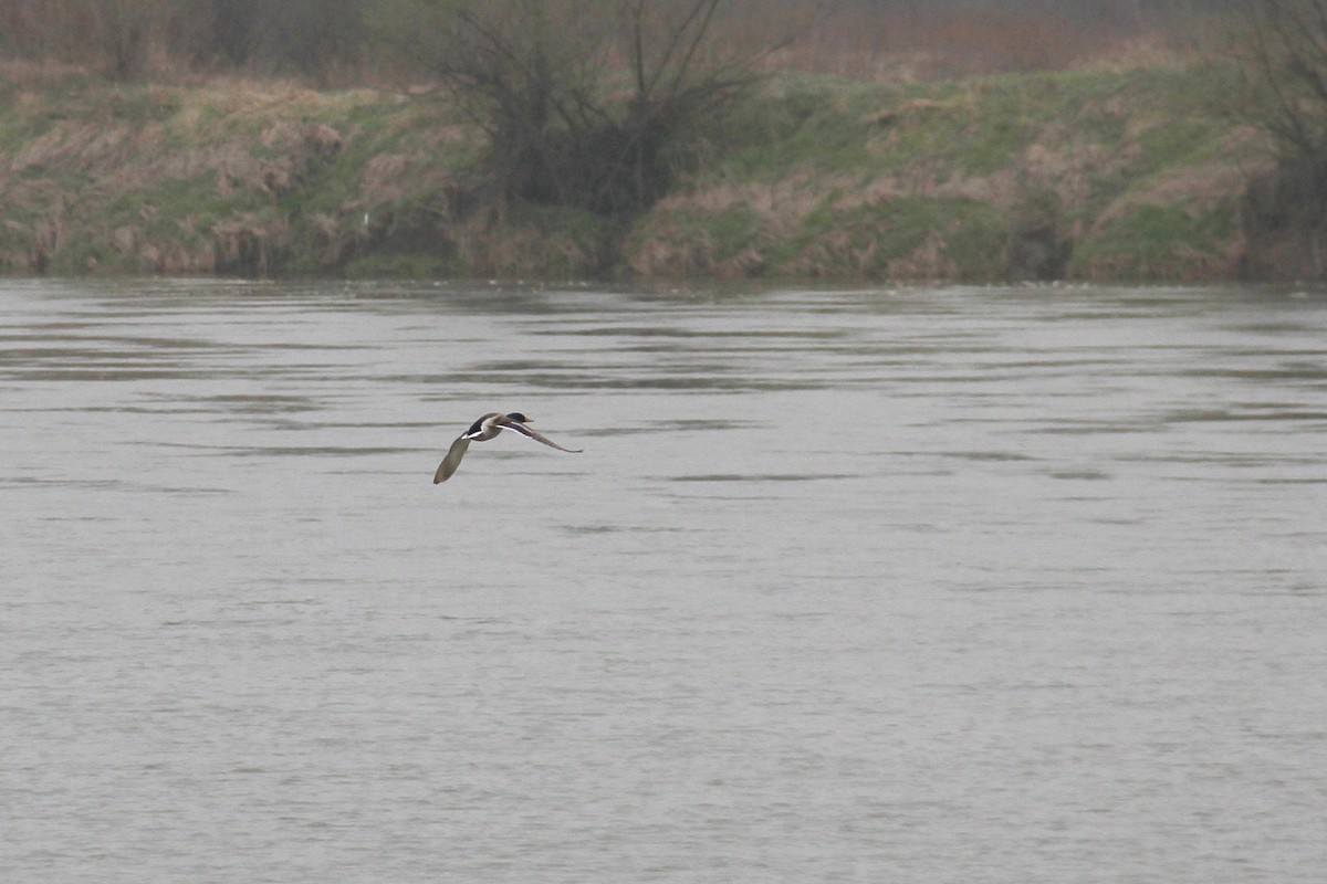 Stockente - ML556460081