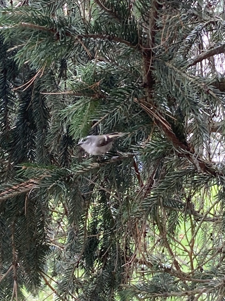 Golden-crowned Kinglet - ML556461171