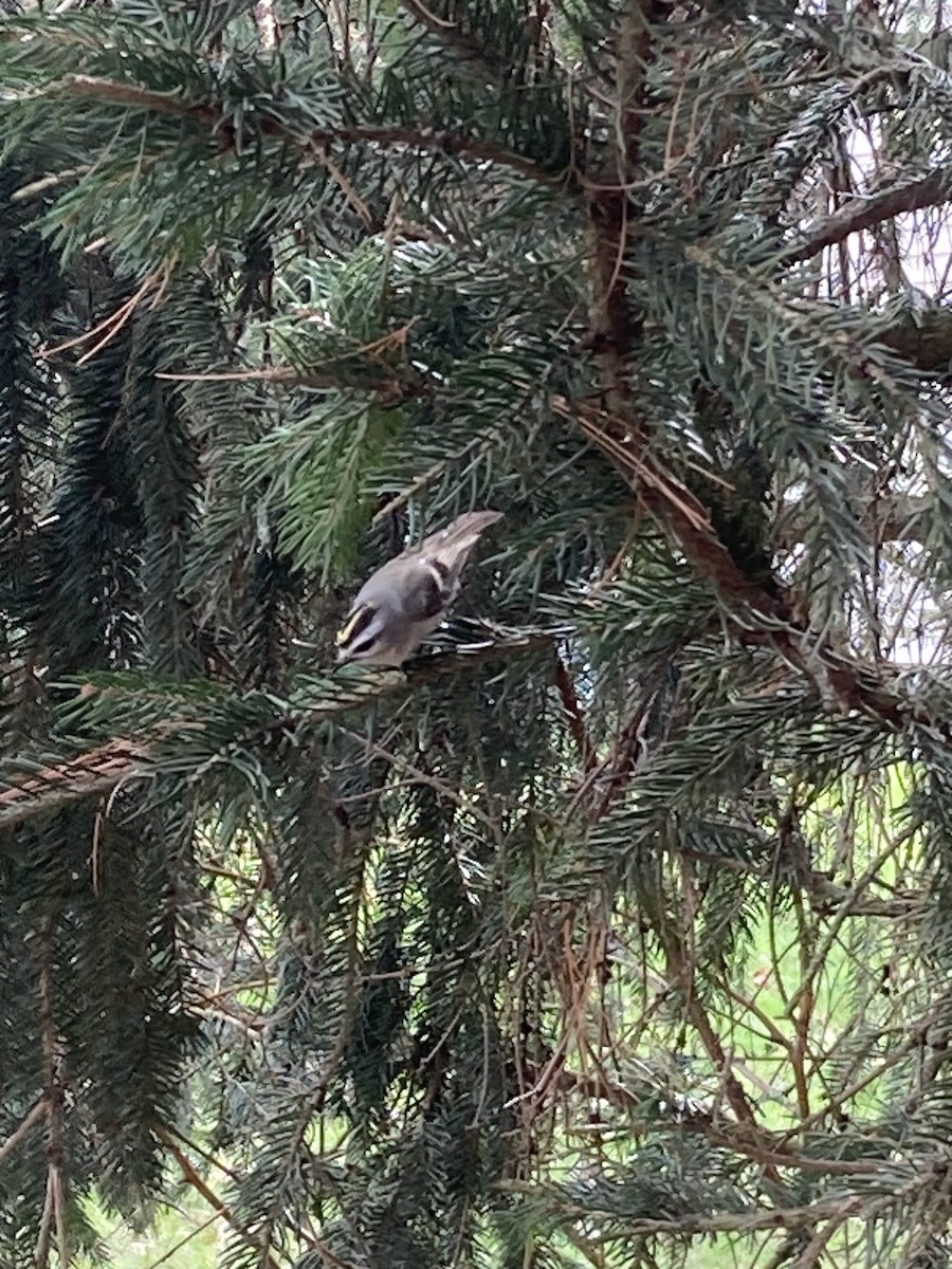 Golden-crowned Kinglet - ML556461181