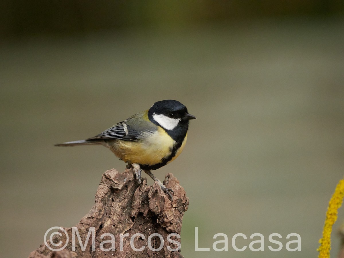 Great Tit - ML556461481