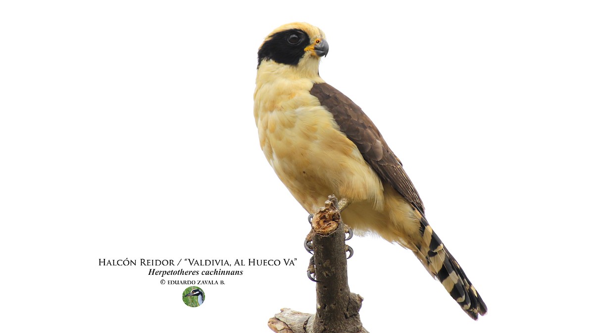 Laughing Falcon - ML55646151