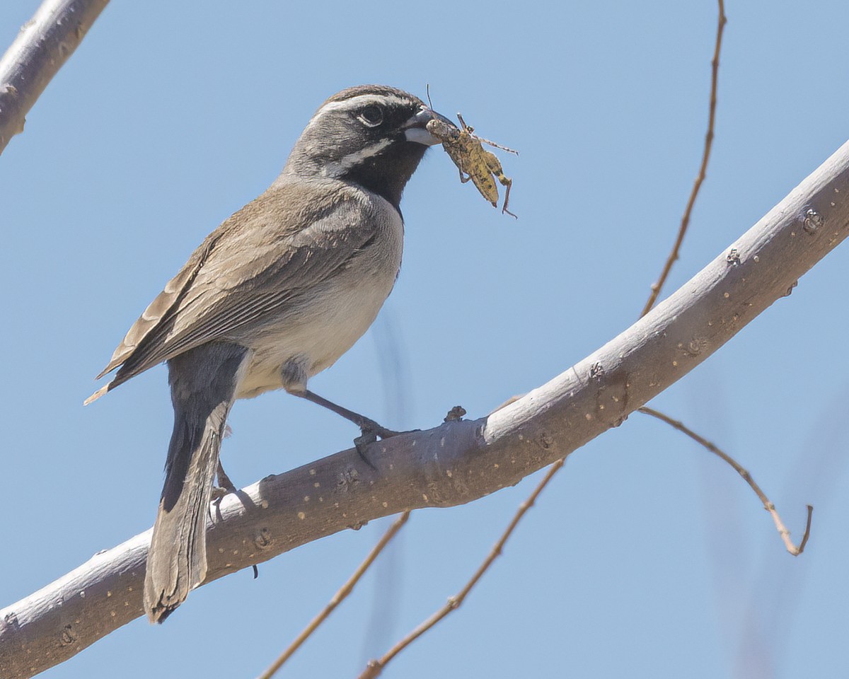 Black-throated Sparrow - Barbara Swanson