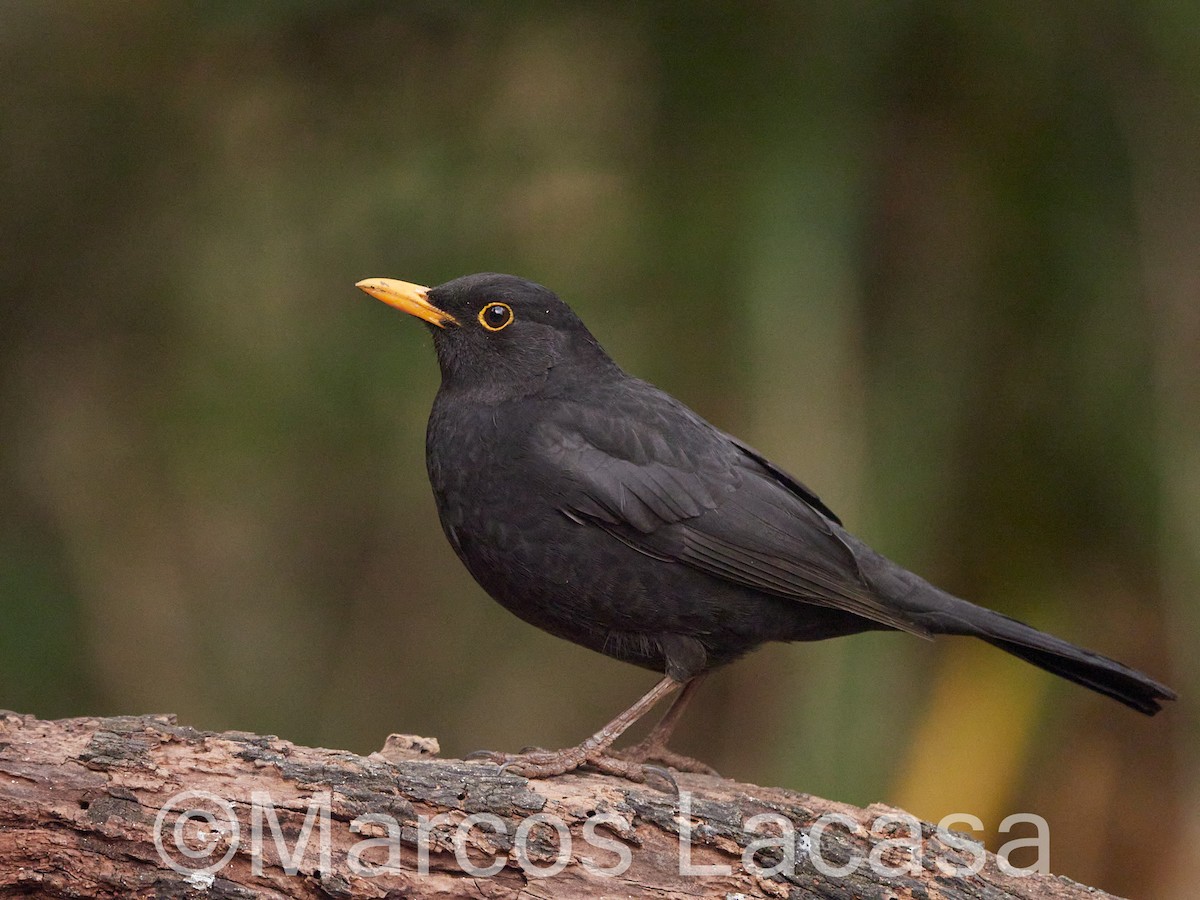 Eurasian Blackbird - ML556461761