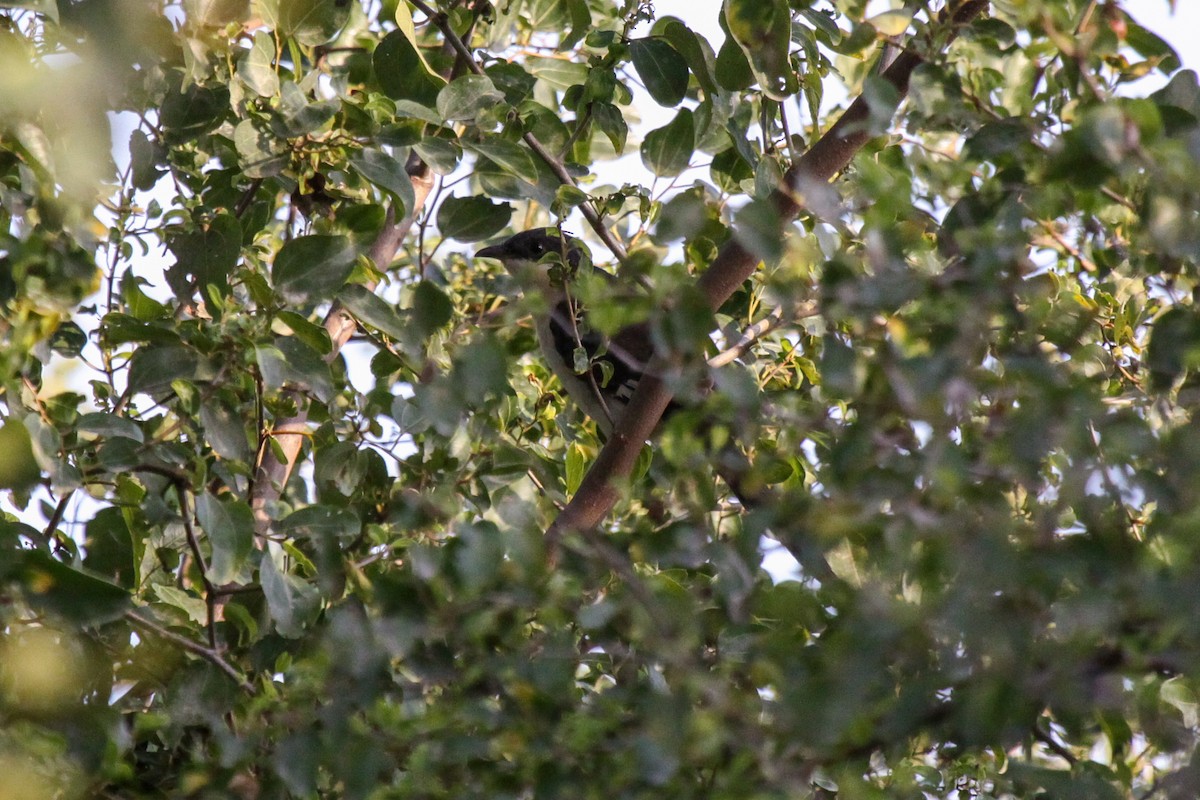 Pied Cuckoo - ML556461911