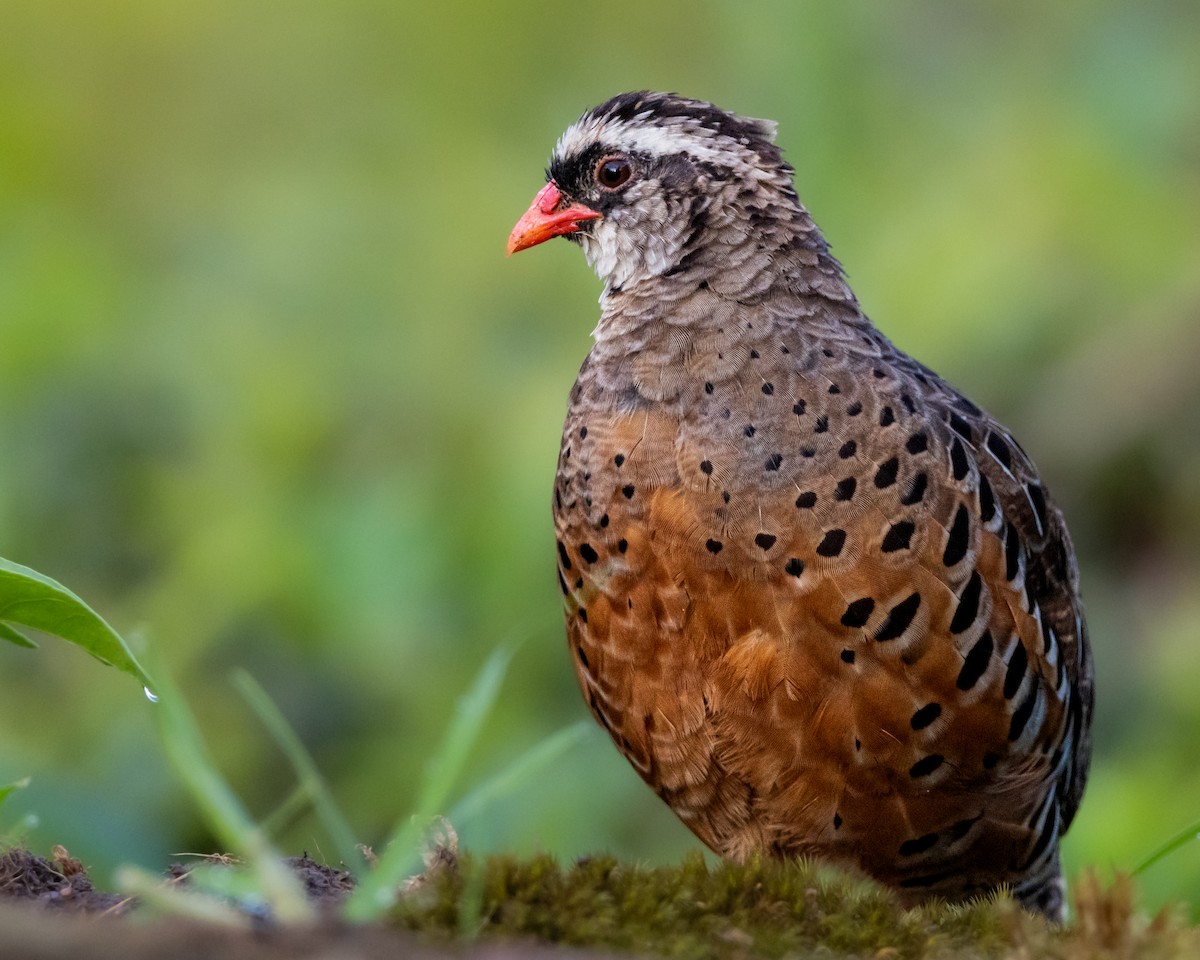 Painted Bush-Quail - Vikram S