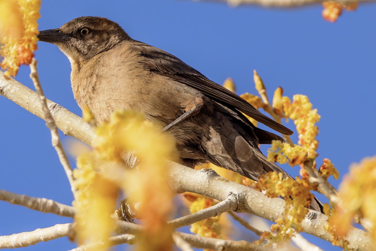 Brewer's Blackbird - ML556462331