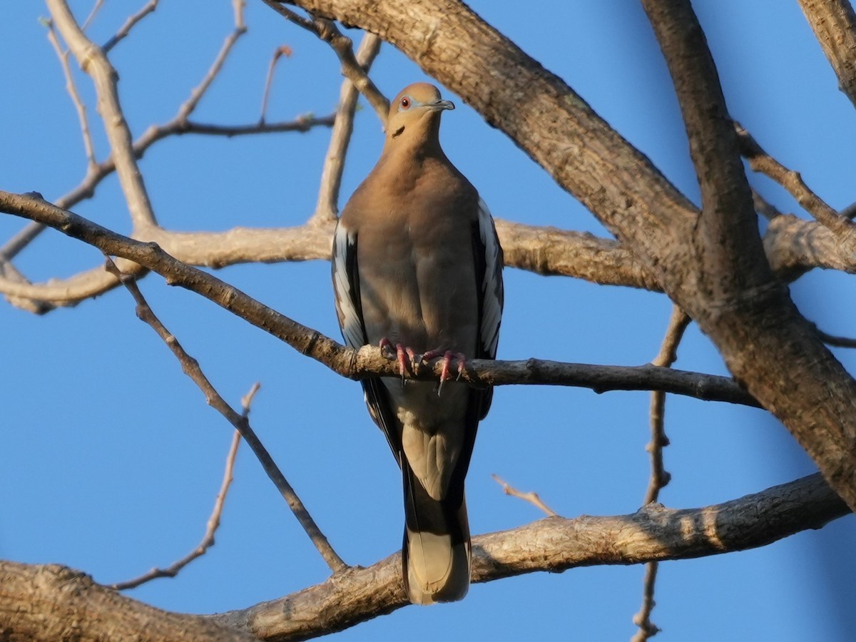 White-winged Dove - Mjack  13