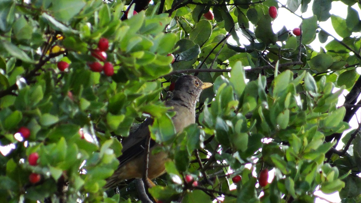 Austral Thrush - ML556463401