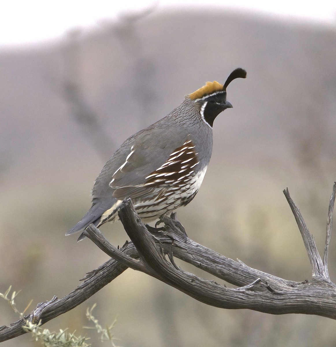 Gambel's Quail - ML556463751