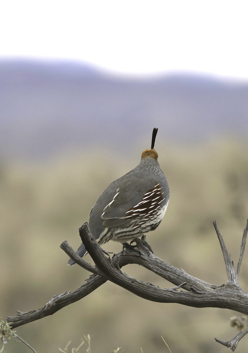 Gambel's Quail - ML556463791