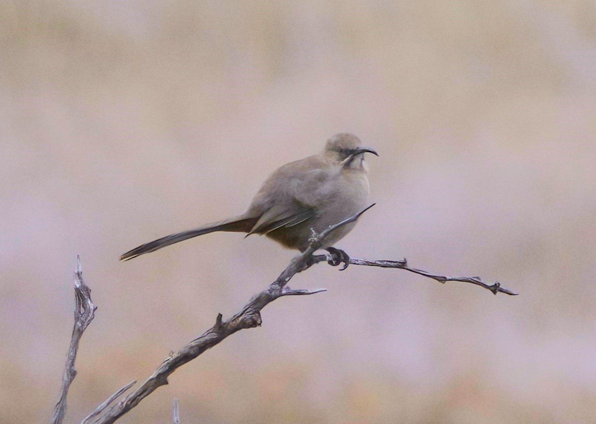 Crissal Thrasher - ML556464761