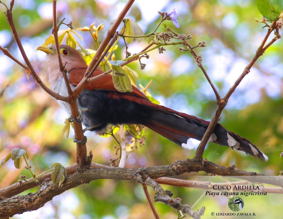 Squirrel Cuckoo (nigricrissa) - ML55646621