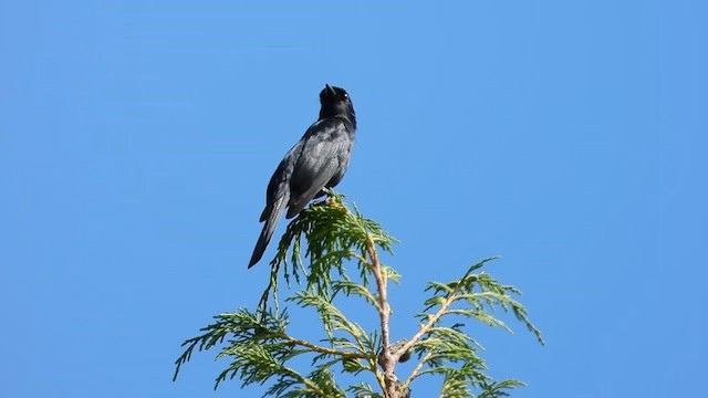 Southern Black-Flycatcher - ML556467871