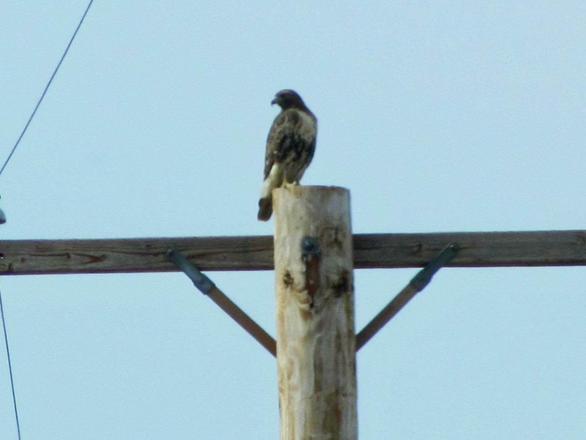 Red-tailed Hawk - ML556468211