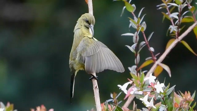 Нектарка бронзова - ML556468241