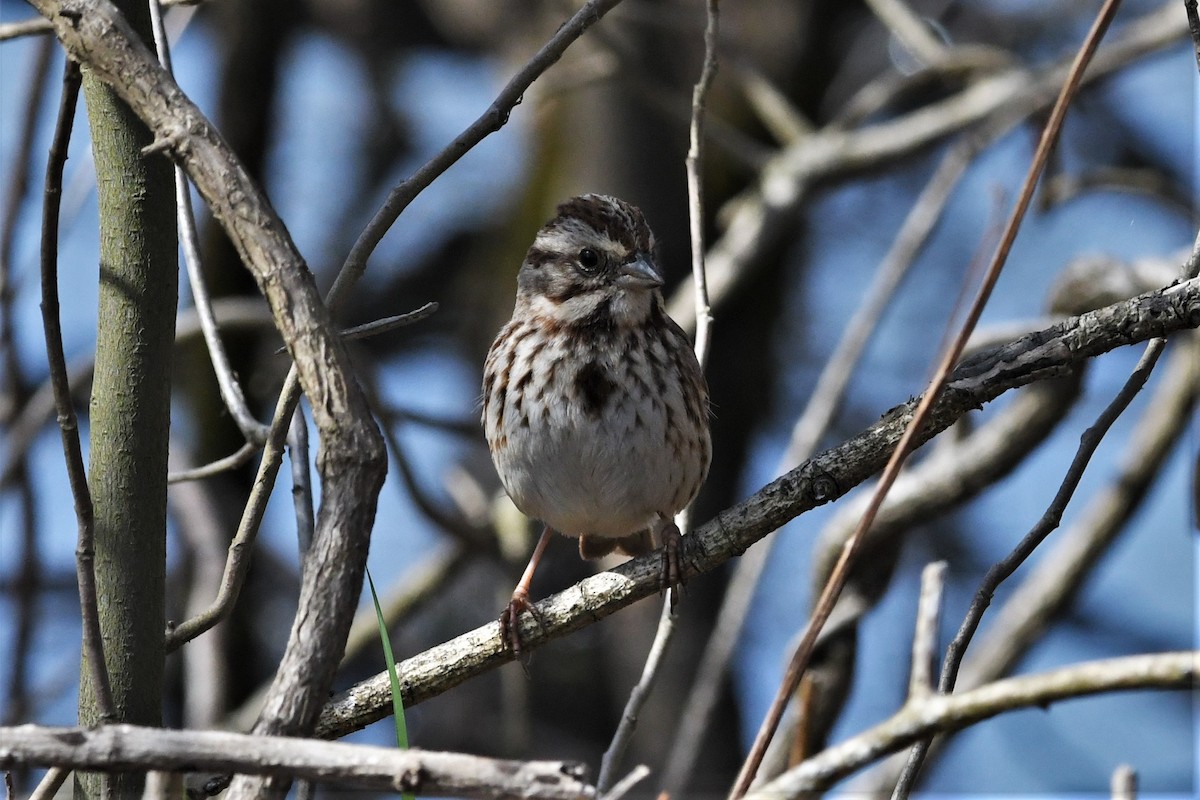 Song Sparrow - ML556468331