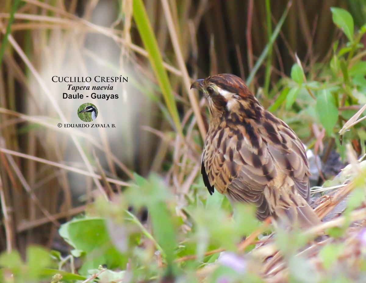 Striped Cuckoo - ML55646841