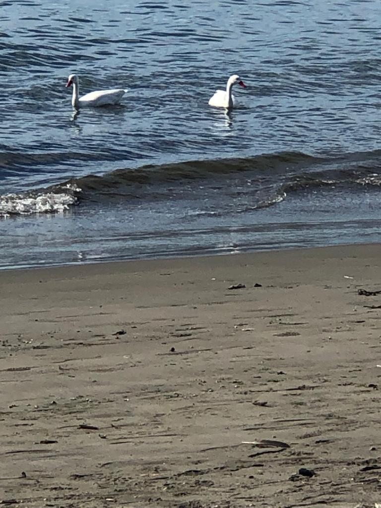 Coscoroba Swan - ML556468571