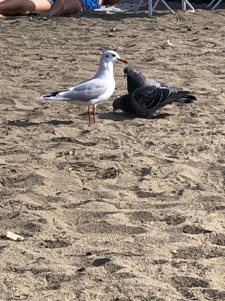Brown-hooded Gull - ML556468641