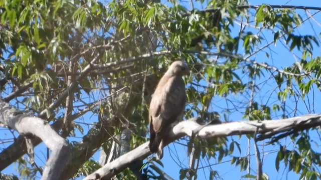 Buteo sp. - ML556468991