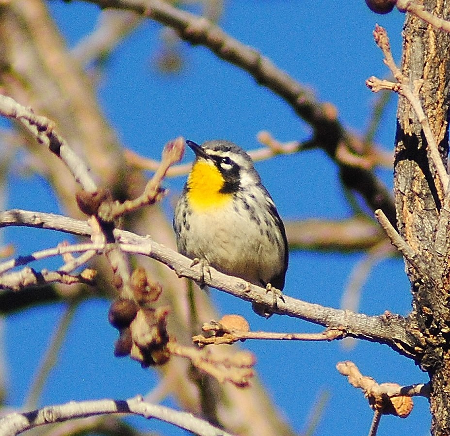 Yellow-throated Warbler - ML55647021