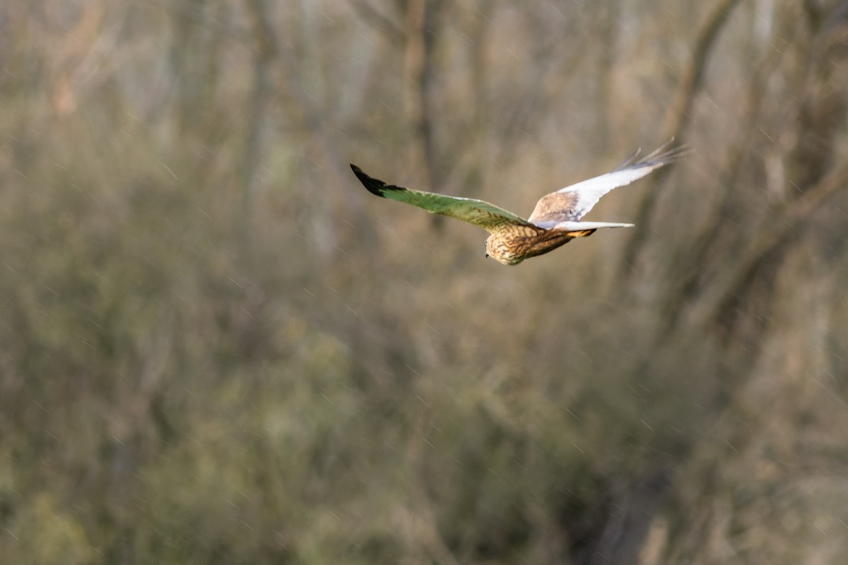 Western Marsh Harrier - ML556471841