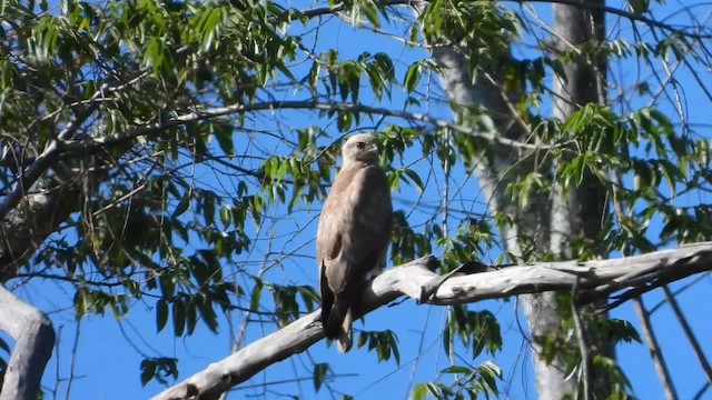 Buteo sp. - ML556472971