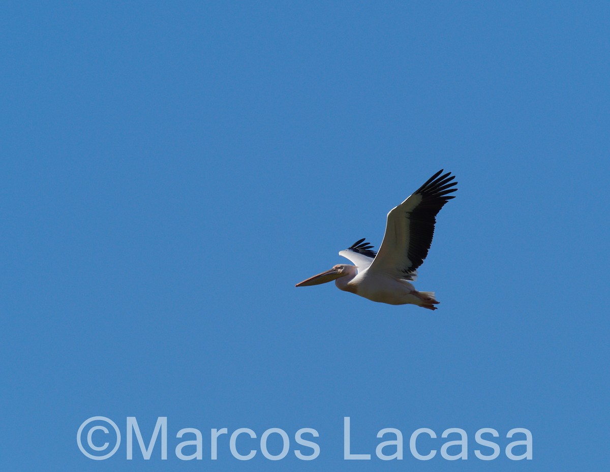 Great White Pelican - Marcos Lacasa