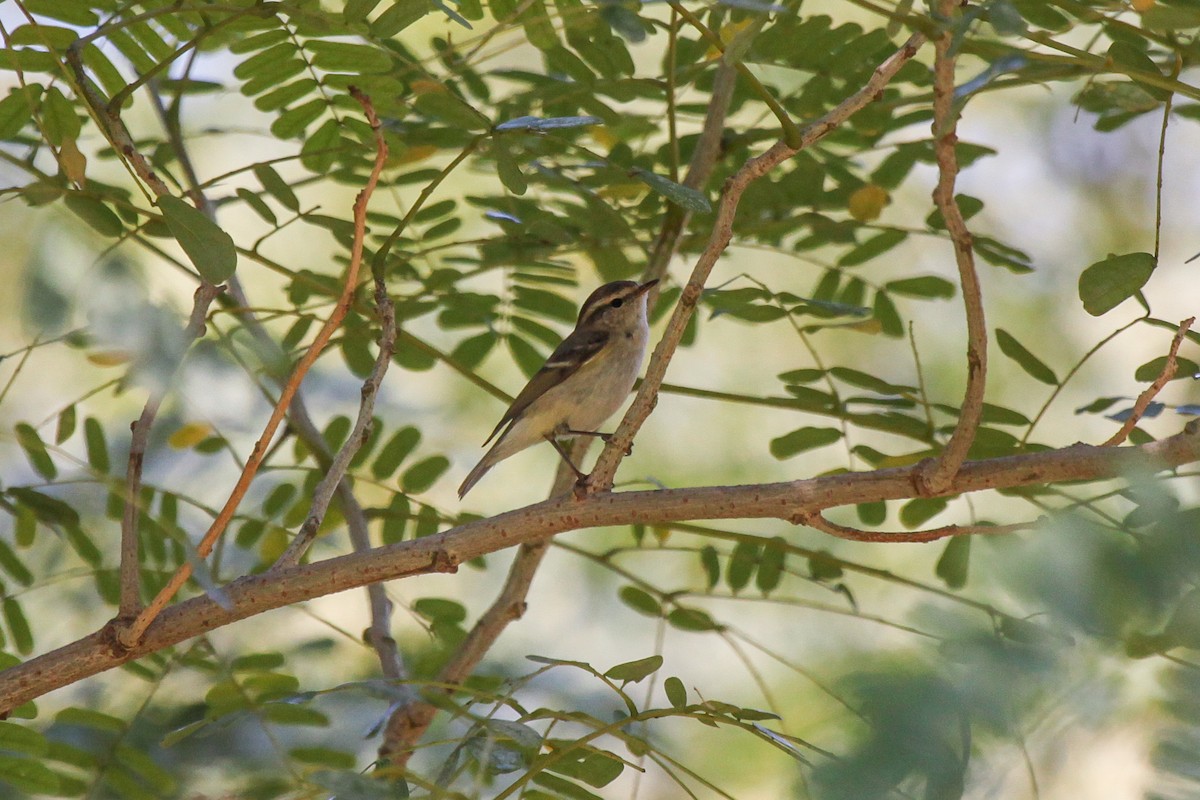 Hume's Warbler - ML556473271